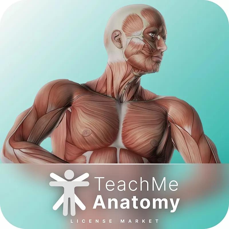 خرید اکانت و اشتراک Teach Me Anatomy تیچ می آنتومی پرمیوم