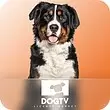 خرید اکانت Dog TV داگ تی وی پرمیوم