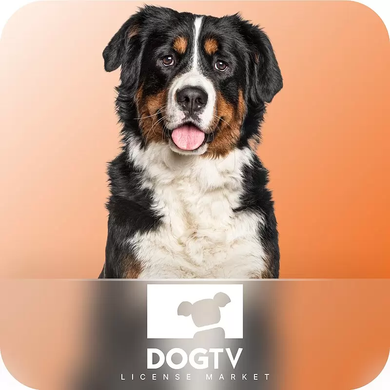 خرید اکانت Dog TV داگ تی وی پرمیوم